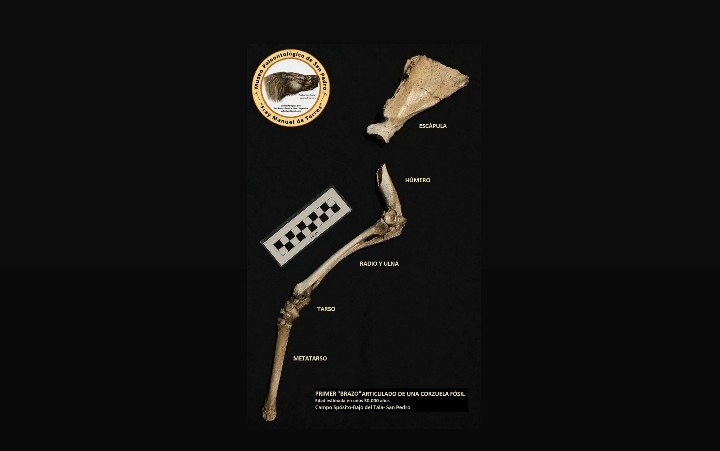 El Museo de San Pedro recuperó una extremidad fósil de corzuela con un grado de articulación excepcional
